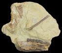 Edmontosaurus (Hadrosaur) Jaw Section - Cyber Monday Deal! #43124-1